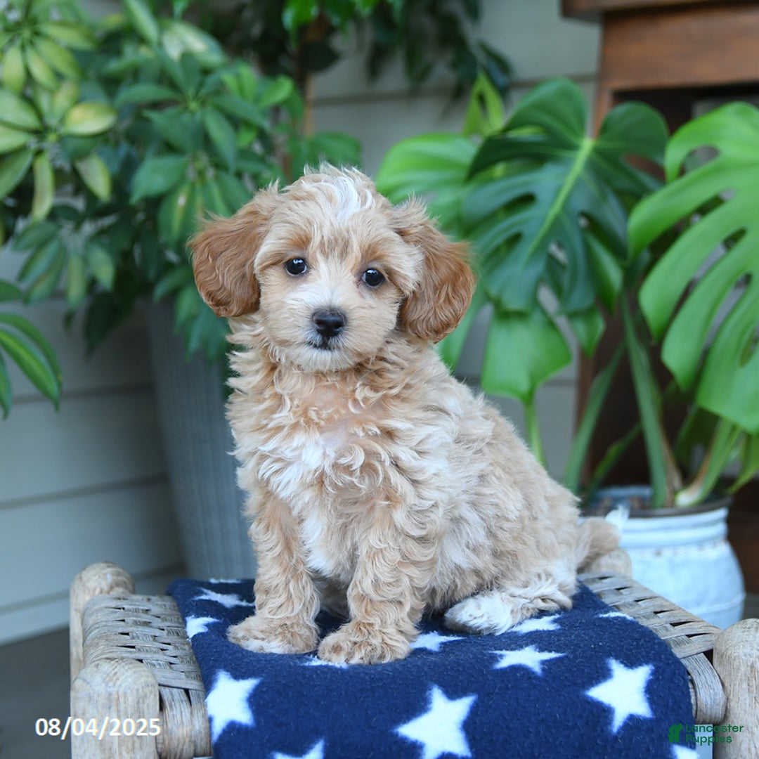 Maltipoo dogs for sale: Maltipoo 5 puppies - Image 14
