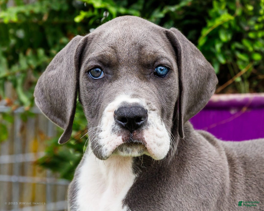 Great Dane dogs for sale: Karen - Image 16