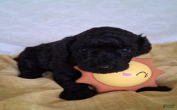 Mini Aussiedoodle dogs for sale: Pepper - Image 4
