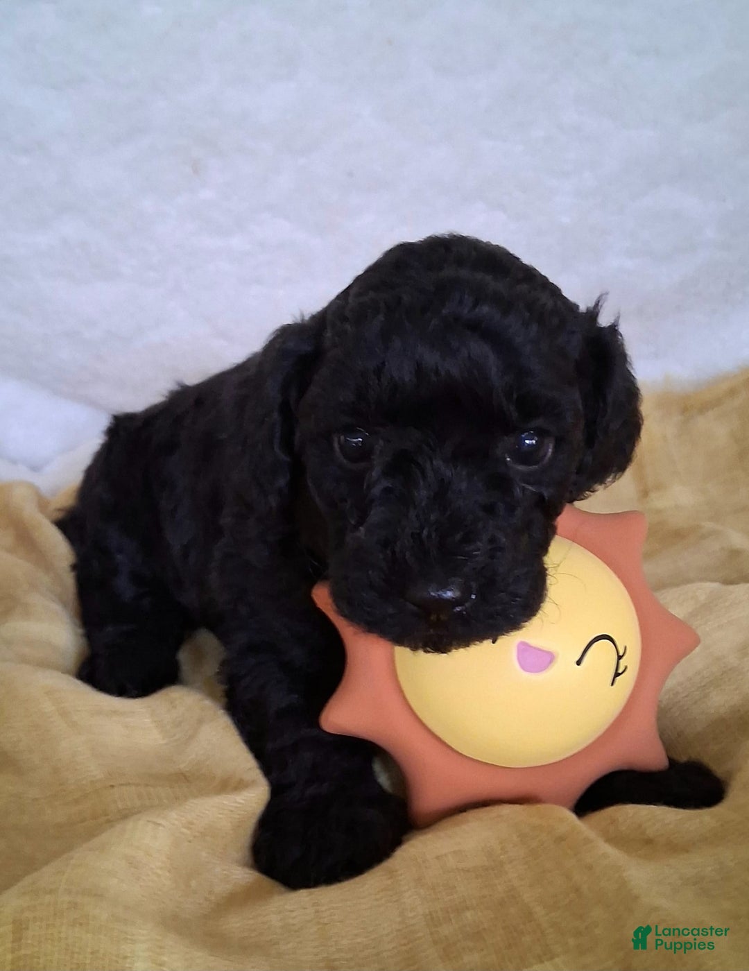 Mini Aussiedoodle dogs for sale: Pepper - Image 4