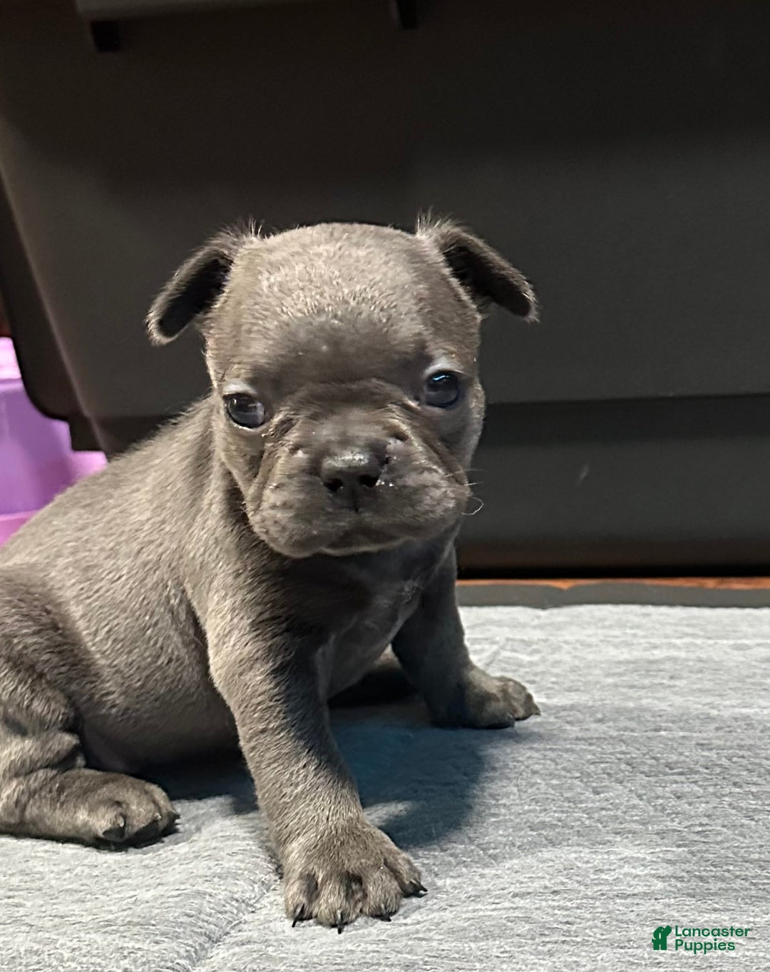 French Bulldog dogs for sale: Ginger - Image 9