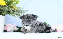 Boston Terrier dogs for sale: Captain - Image 4