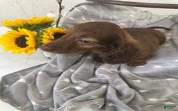 Miniature Dachshund dogs for sale: Lacie - Image 1