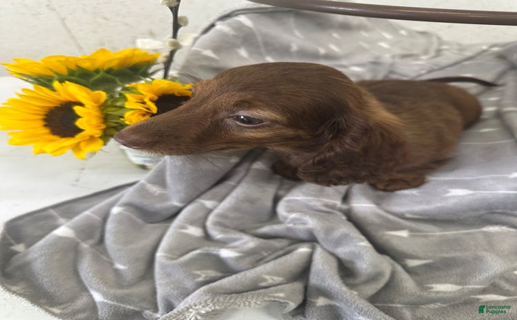 Miniature Dachshund dogs for sale - Ad 3