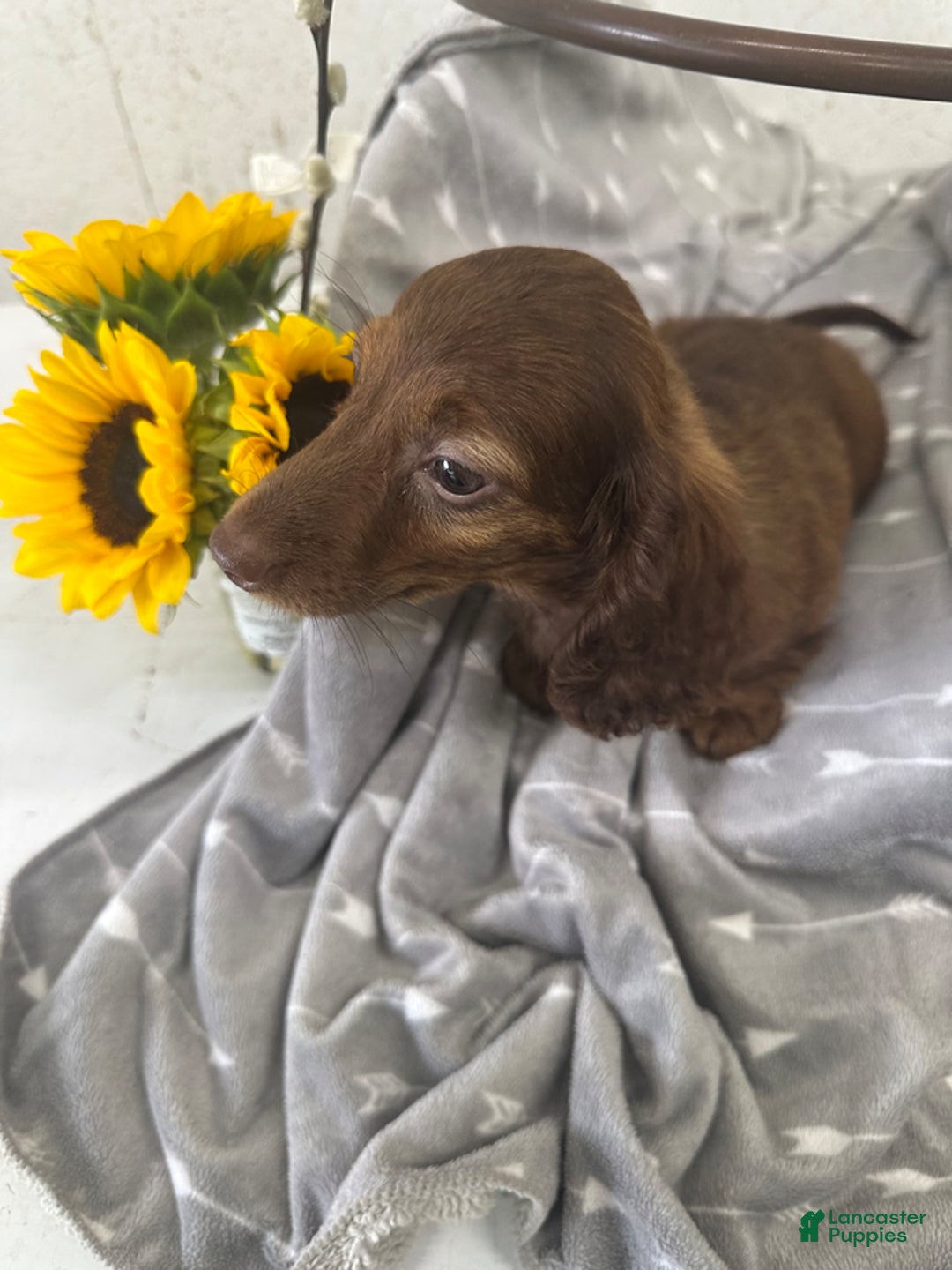 Miniature Dachshund dogs for sale: Lacie - Image 1