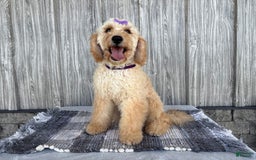 Mini Goldendoodle dogs for sale: Angie - Image 25
