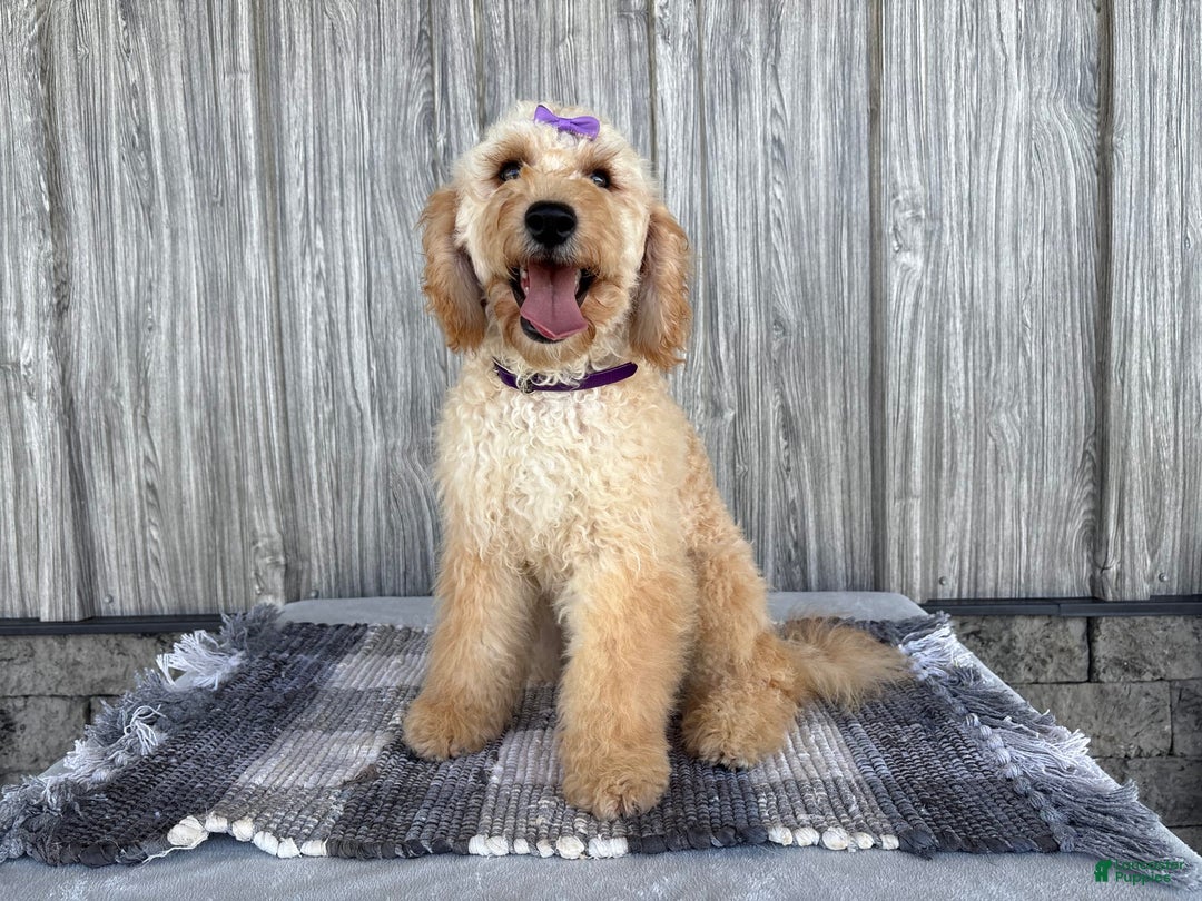 Mini Goldendoodle dogs for sale: Angie - Image 25