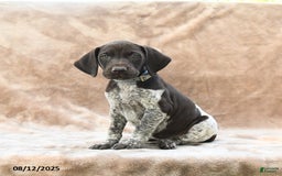 German Shorthaired Pointer dogs for sale: Baltimore - Image 3