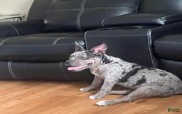 American Bully dogs for sale: Dior - Image 3