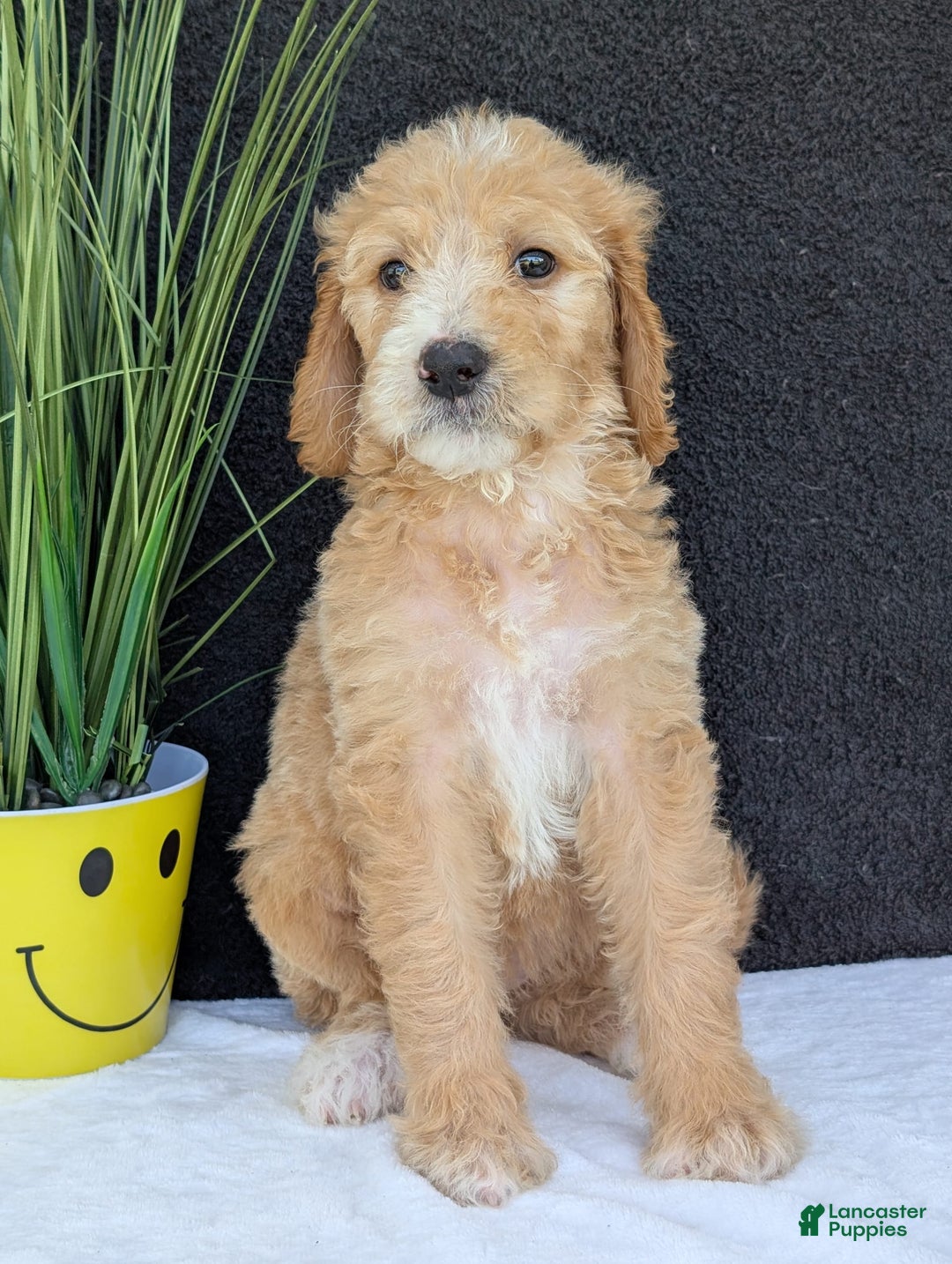 Goldendoodle dogs for sale: Sadie - Image 8