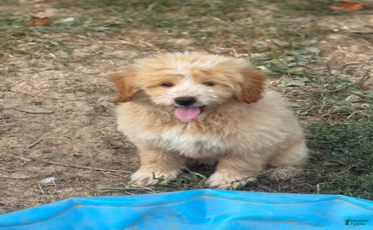 Pomapoo dogs for sale - Ad 2