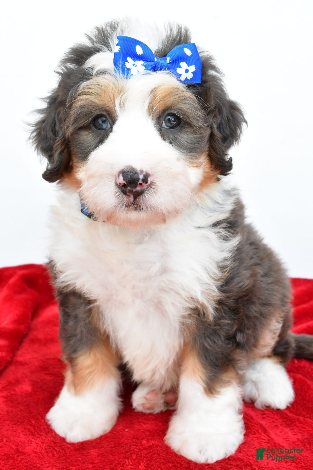 Mini Bernedoodle dogs for sale: Edgar - Image 2