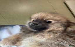 Pomeranian dogs for sale: Baxter - Image 3