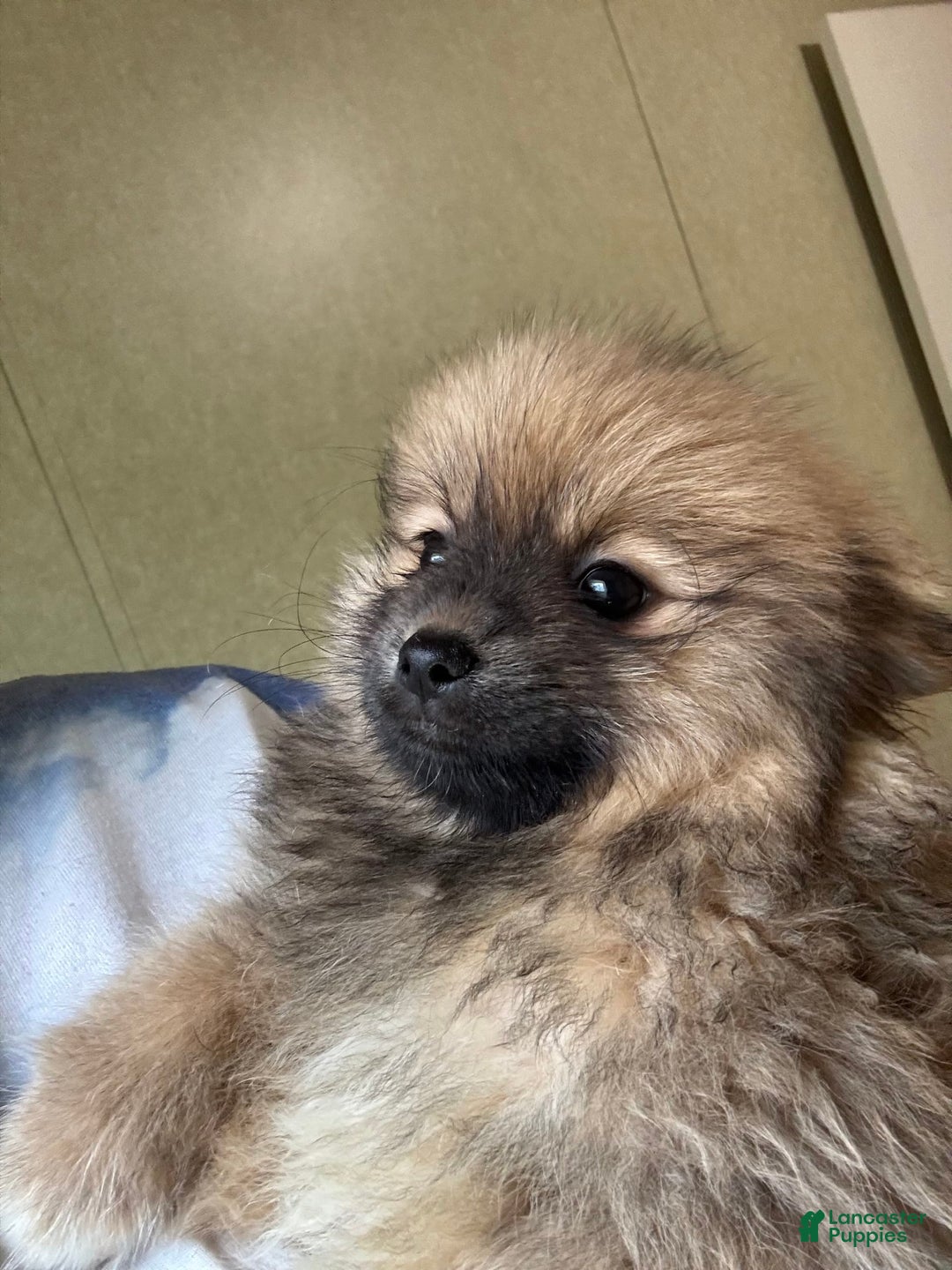 Pomeranian dogs for sale: Baxter - Image 3