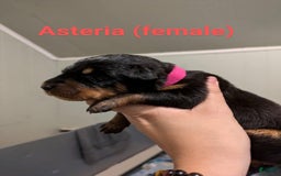 Beauceron dogs for sale: Asteria - Image 1