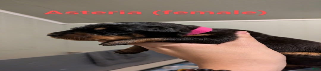 Asteria