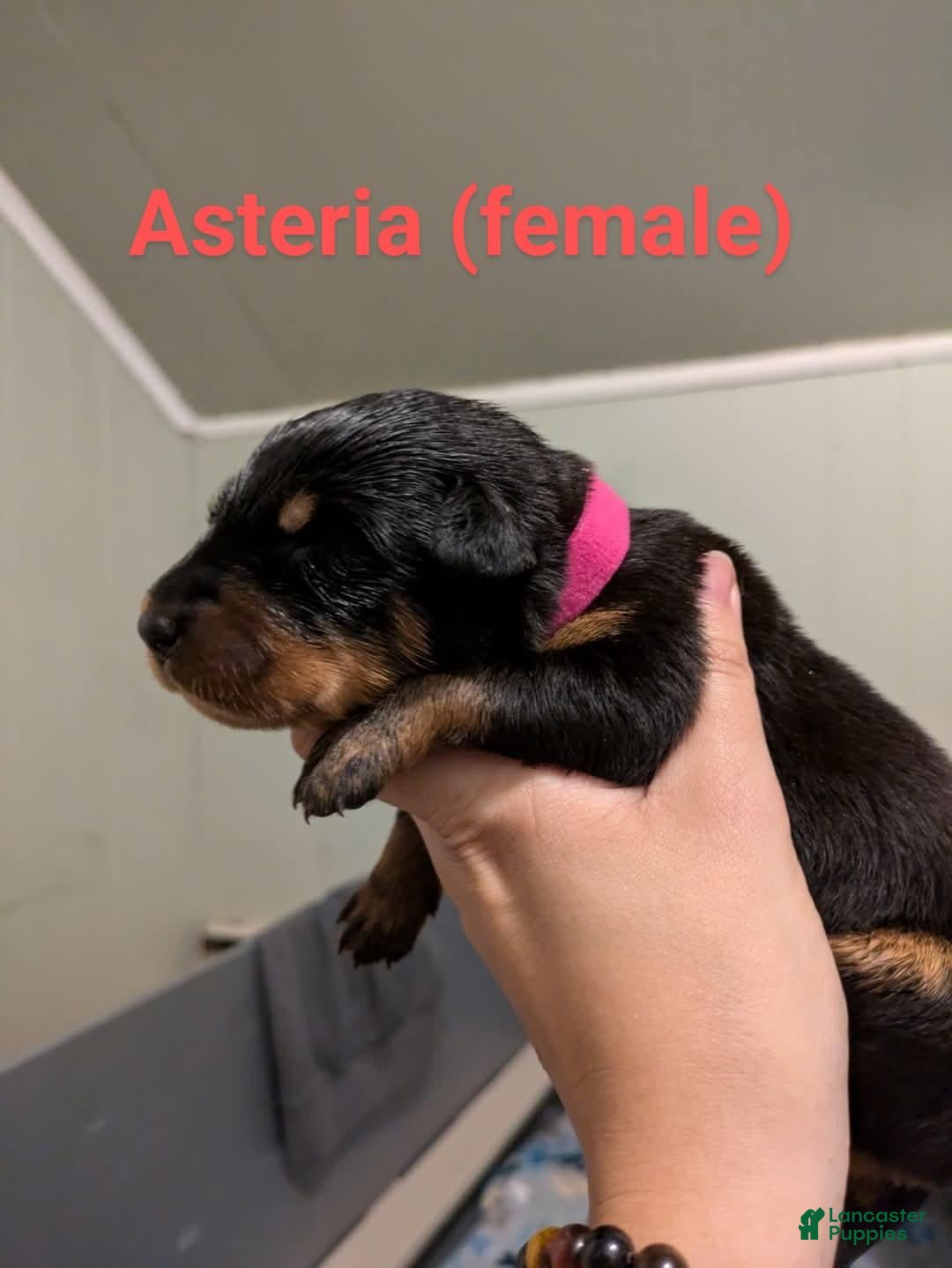 Beauceron dogs for sale: Asteria - Image 1