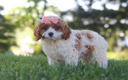 Cavapoo dogs for sale: Iris - Image 5