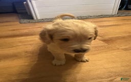 Goldendoodle dogs for sale: Rubble F1b Goldendoodle - Image 5