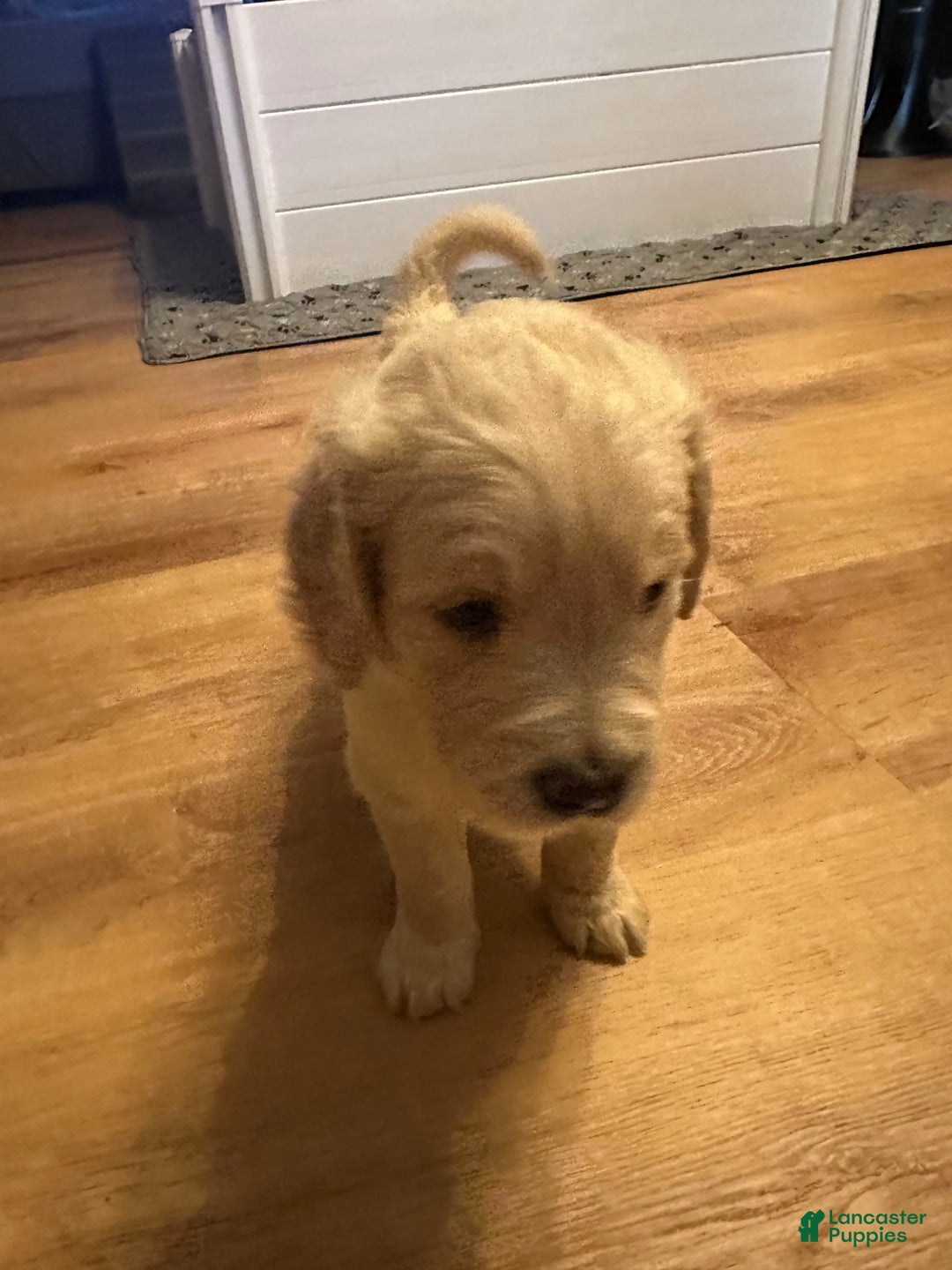 Goldendoodle dogs for sale: Rubble F1b Goldendoodle - Image 5