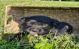Bernese Mountain Dog dogs for sale: Lulu - Image 3