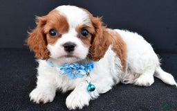 Cavapoo dogs for sale: Cavapoo 4 puppies - Image 6
