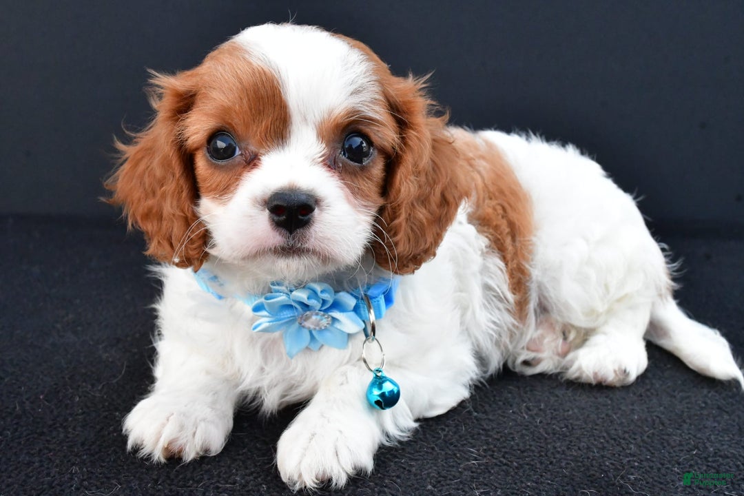 Cavapoo dogs for sale: Cavapoo 4 puppies - Image 6