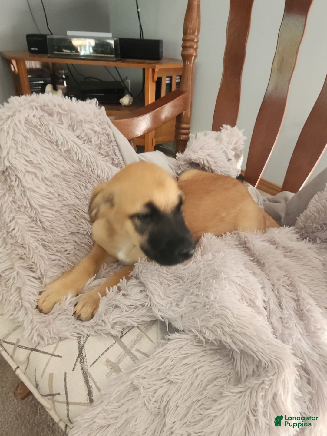 German Shepherd dogs for sale: Shep - Image 1