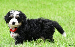 Mini Bernedoodle dogs for sale: Jay - Image 7