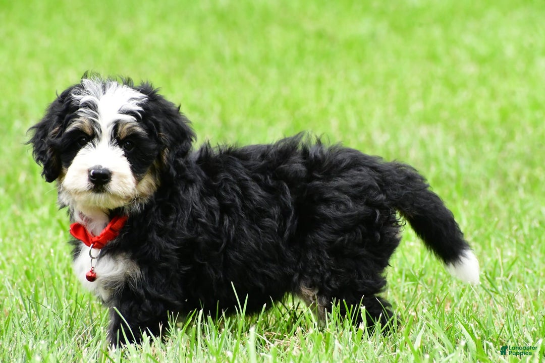 Mini Bernedoodle dogs for sale: Jay - Image 7