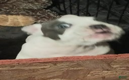American Bully dogs for sale: Dobby - Image 1