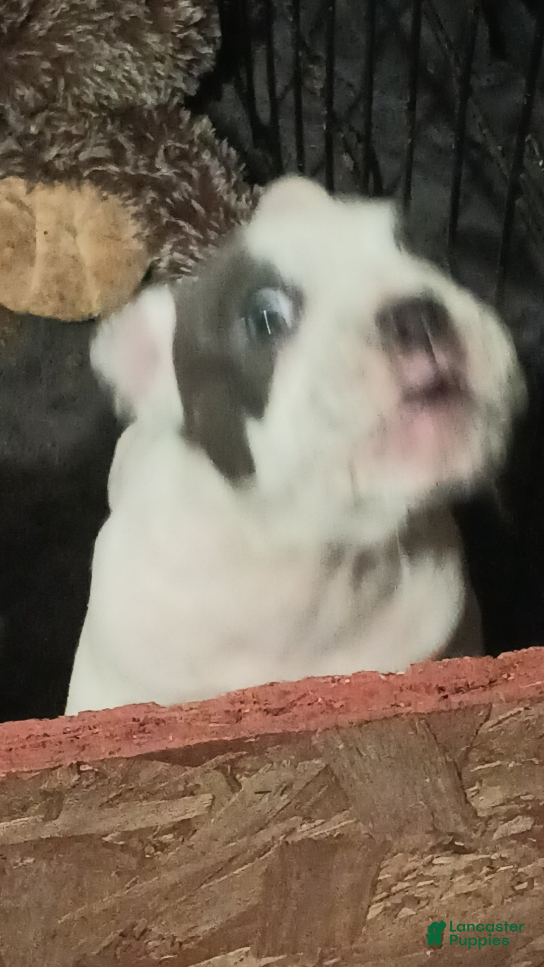 American Bully dogs for sale: Dobby - Image 1