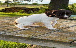 German Shorthaired Pointer dogs for sale: Green - Image 4