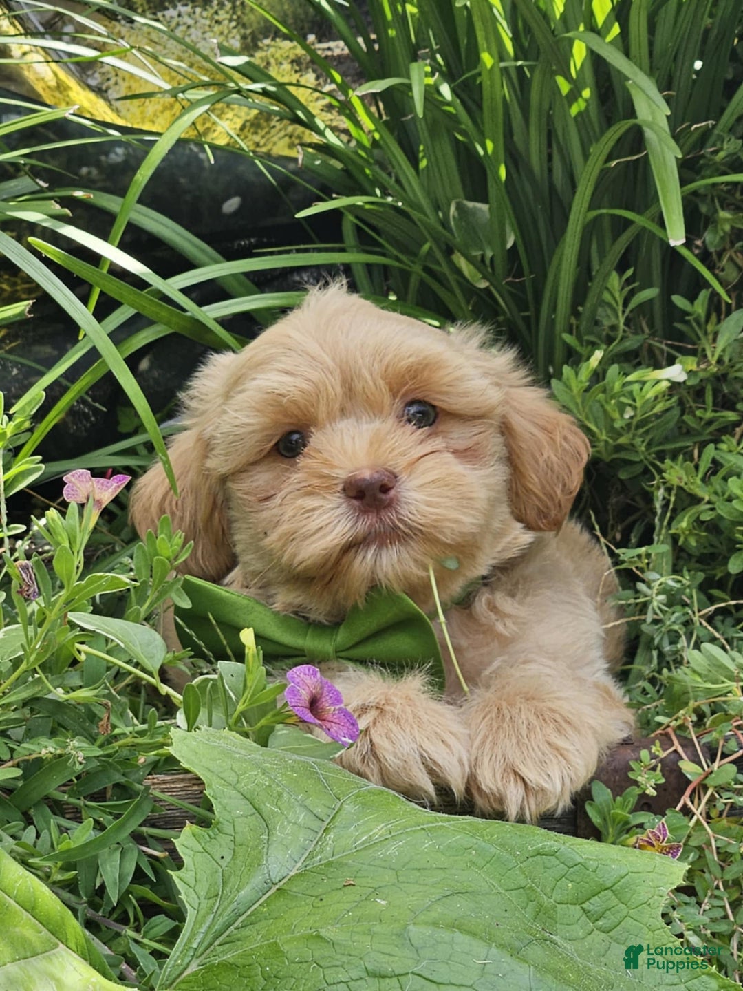 Maltipoo dogs for sale: Litter box trained - Image 1