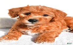  dogs for sale: Rosie - Image 3