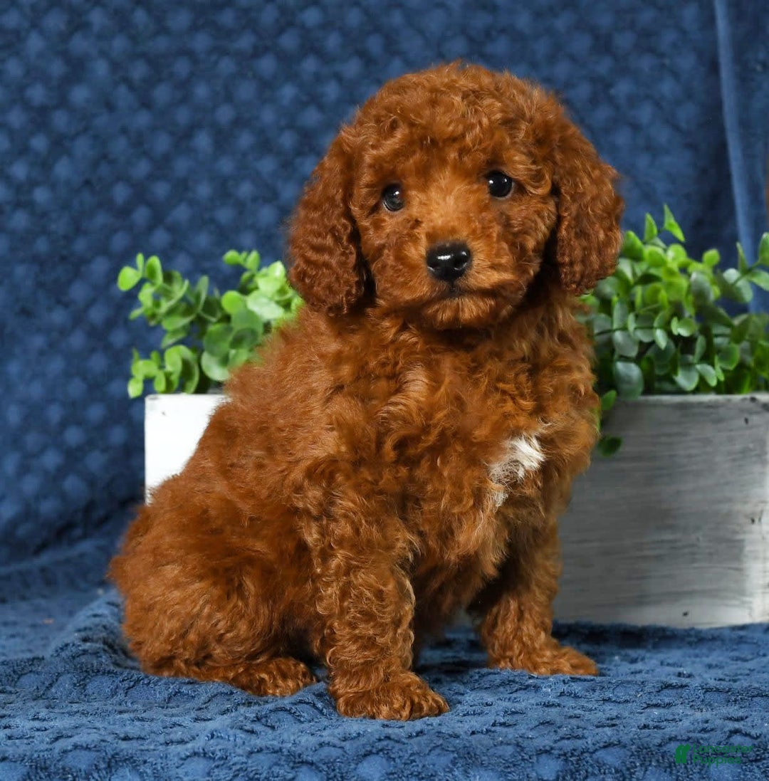 Cavapoo dogs for sale: Franklin - Image 2