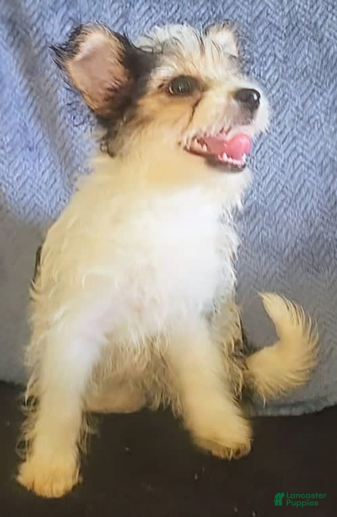 Yorkiepoo dogs for sale: Shirley - Image 12