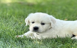 Golden Retriever dogs for sale: Golden Retriever 3 puppies - Image 9