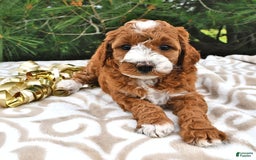 Mini Goldendoodle dogs for sale: Emma - Image 19