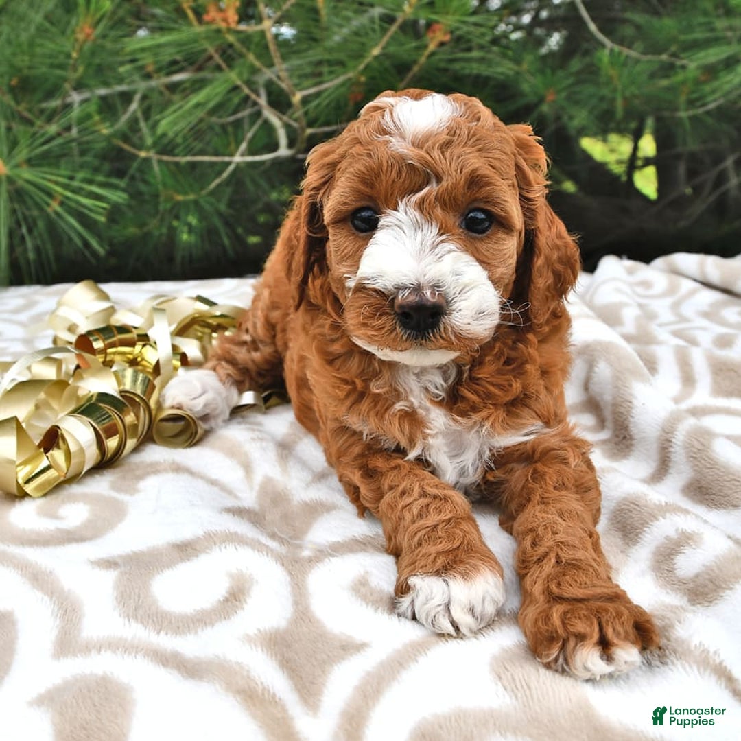 Mini Goldendoodle dogs for sale: Emma - Image 19