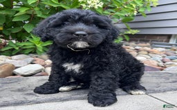 Portuguese Water Dog dogs for sale: Bailey - Image 5