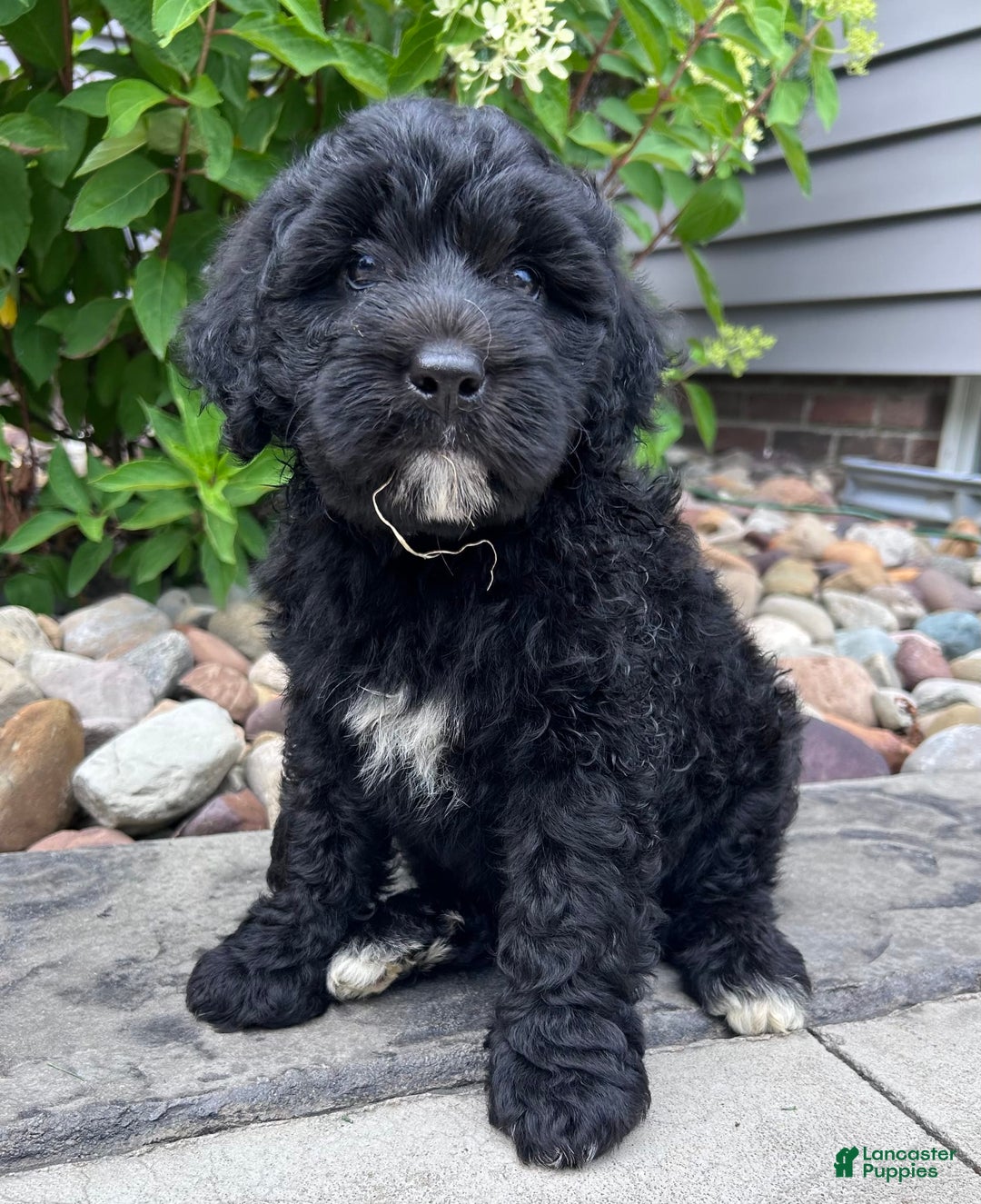 Portuguese Water Dog dogs for sale: Bailey - Image 5
