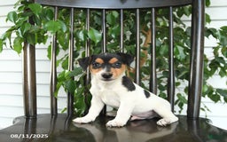 Jack Russell Terrier dogs for sale: Zion - Image 1