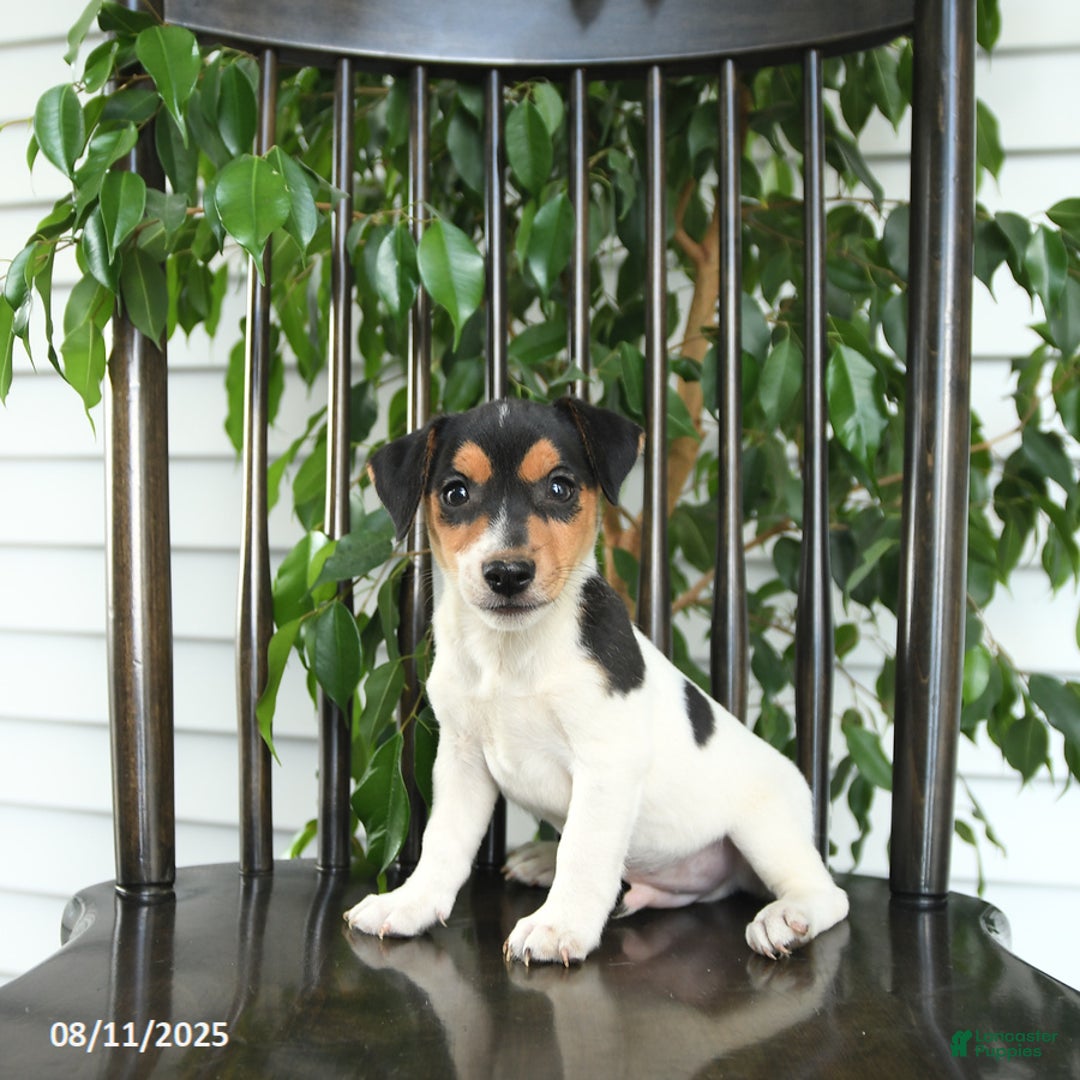 Jack Russell Terrier dogs for sale: Zion - Image 1