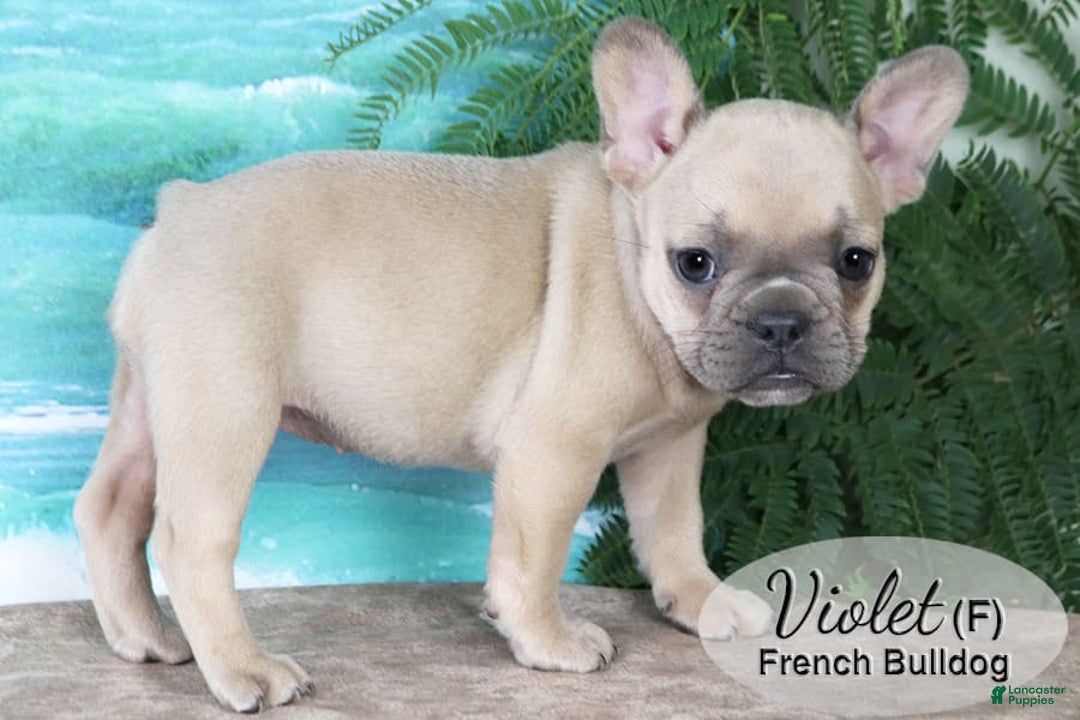 French Bulldog dogs for sale: French Bulldog 6 puppies - Image 5