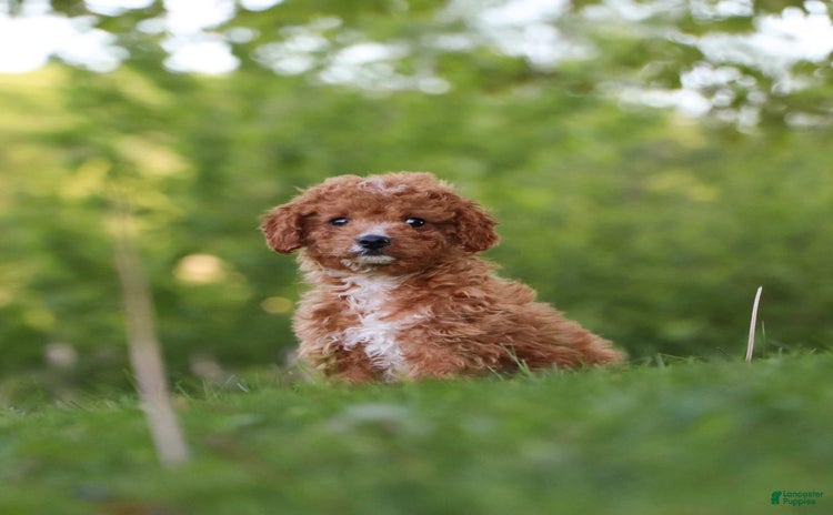 Cavapoo dogs for sale - Ad 2