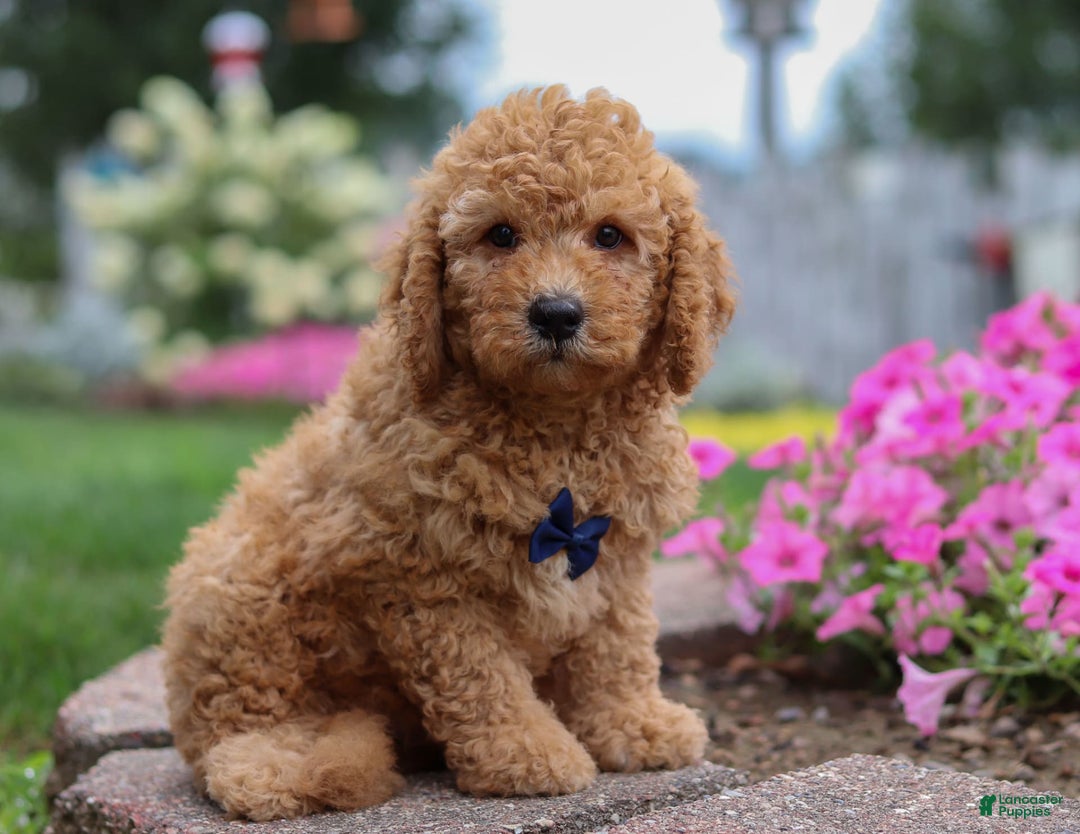  dogs for sale: Mini Goldendoodle 4 puppies - Image 7