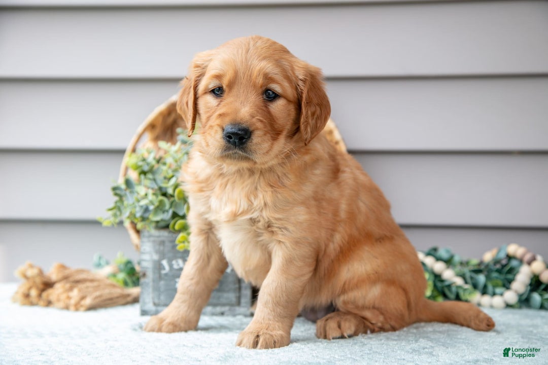 Golden Retriever dogs for sale: Nina - Image 2