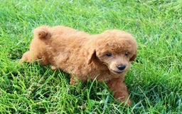 Miniature Poodle dogs for sale: Roger - Image 4