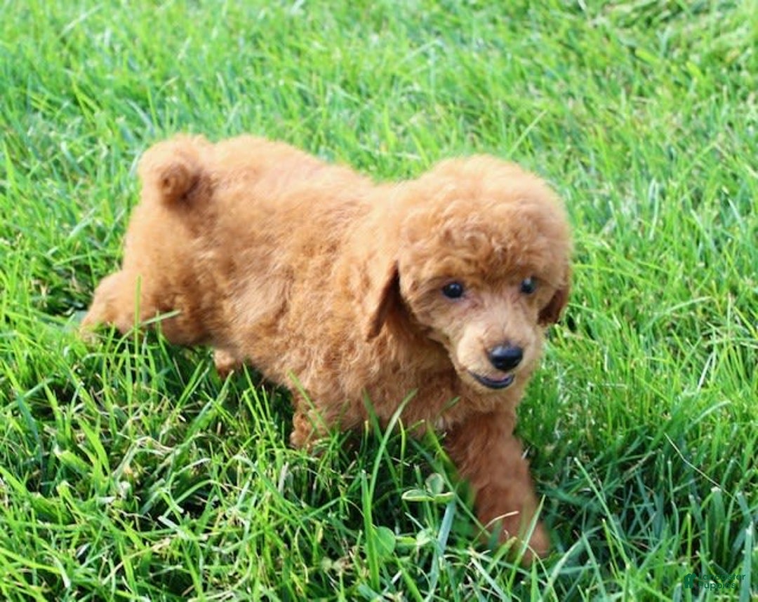 Miniature Poodle dogs for sale: Roger - Image 4